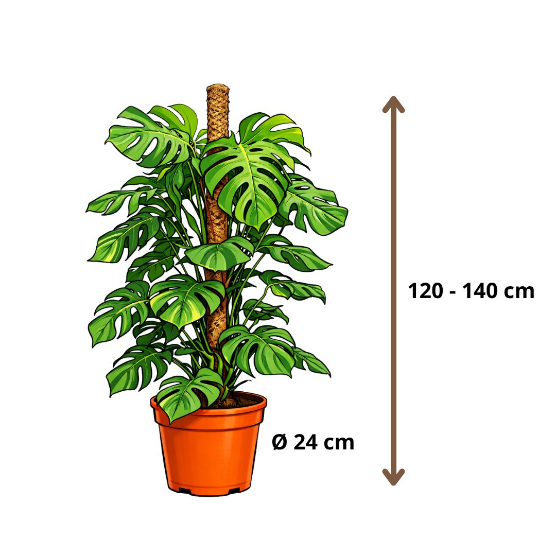 Monstera Deliciosa - 120 - 140cm Hoog
