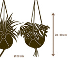 Kokodama Set - Chloropythum - Tradescantia Zebrina