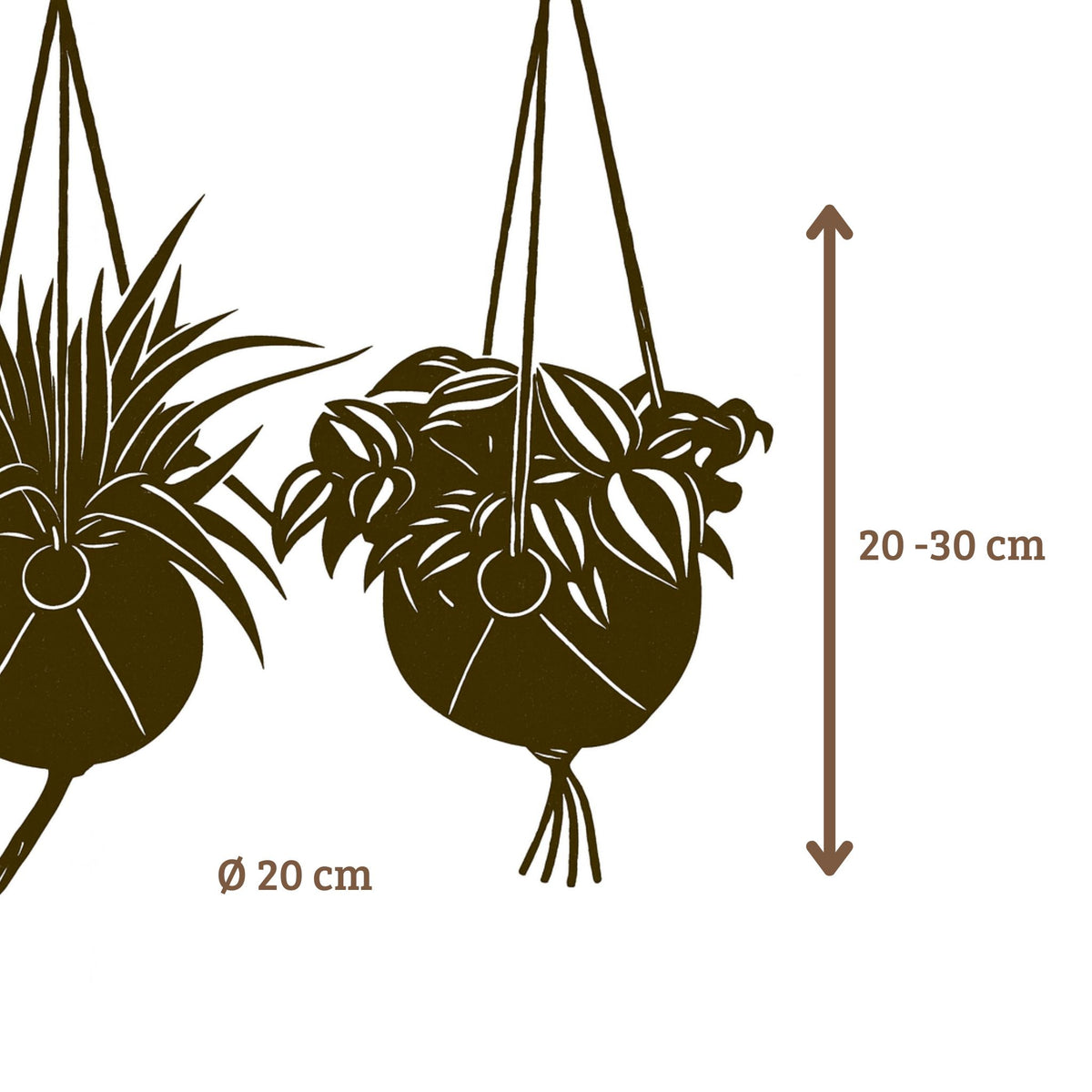 Kokodama Set - Chloropythum - Tradescantia Zebrina