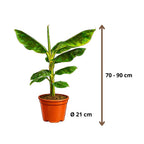 Musa Dwarf Cavendish - 70 - 90cm Hoog
