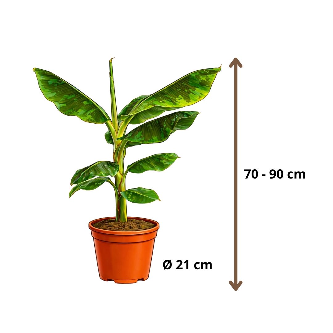 Musa Dwarf Cavendish - 70 - 90cm Hoog