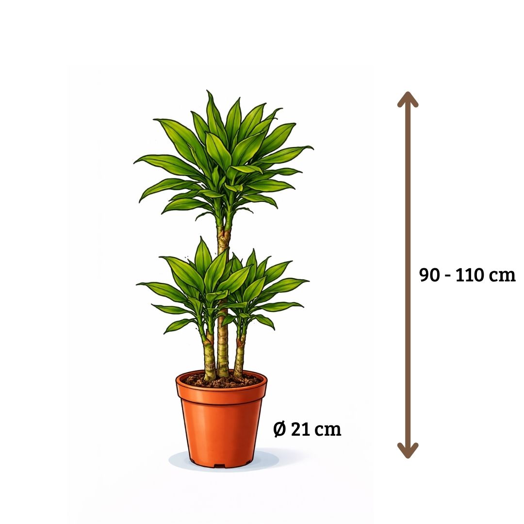 Dracaena Golden Coast - 90 - 110cm Hoog