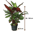Ctenanthe Oppenheimiana - 80 - 100cm Hoog