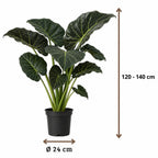 Alocasia Regal Shield - 120 - 140cm Hoog