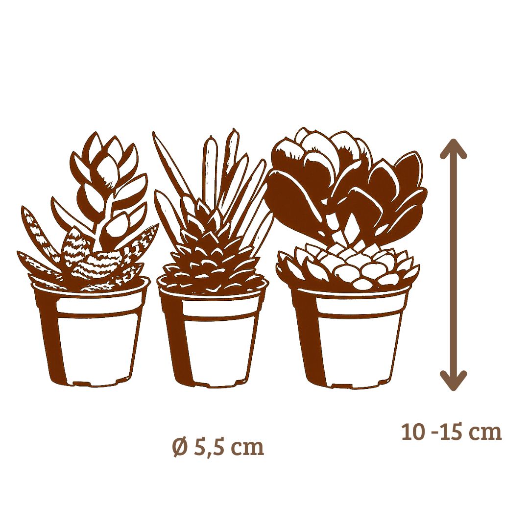 Mix mini vetplanten - 20 stuks