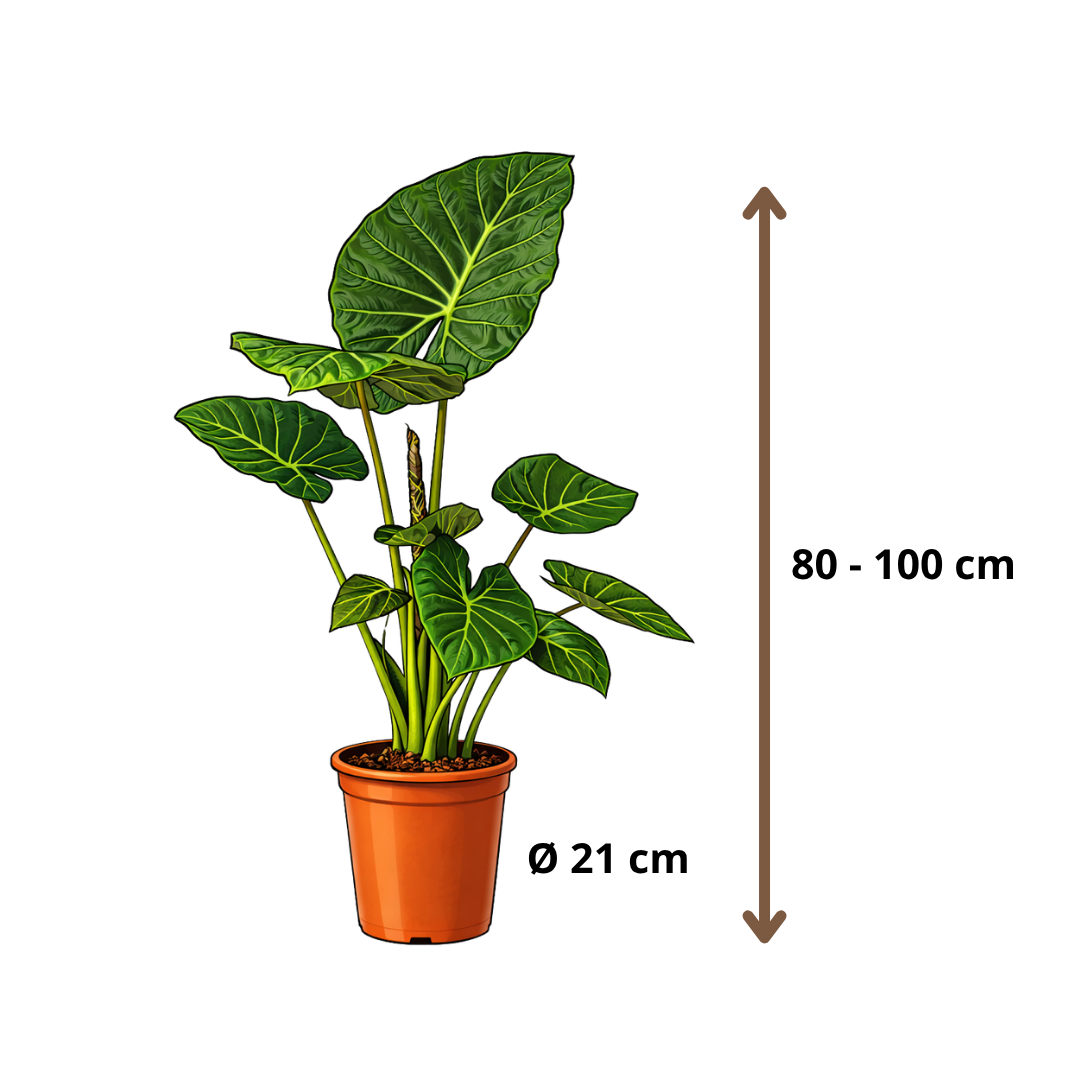 Alocasia Regal Shield - 80 - 100cm Hoog