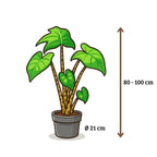 Alocasia Zebrina - 80-100 cm Hoog