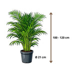 Areca - 100- 120cm Hoog