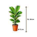 Ficus Lyrata - 70 - 90cm Hoog