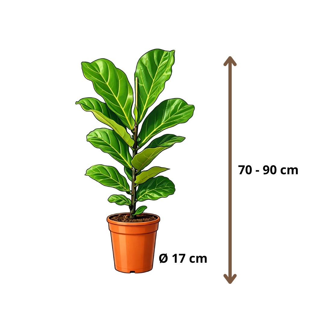 Ficus Lyrata - 70 - 90cm Hoog