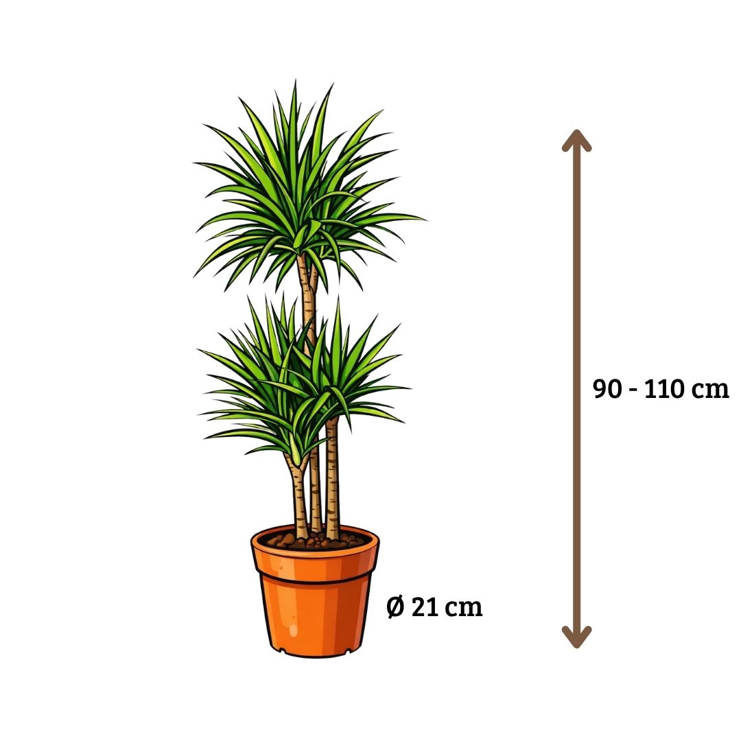 Dracaena Marginata - 90 - 110cm Hoog