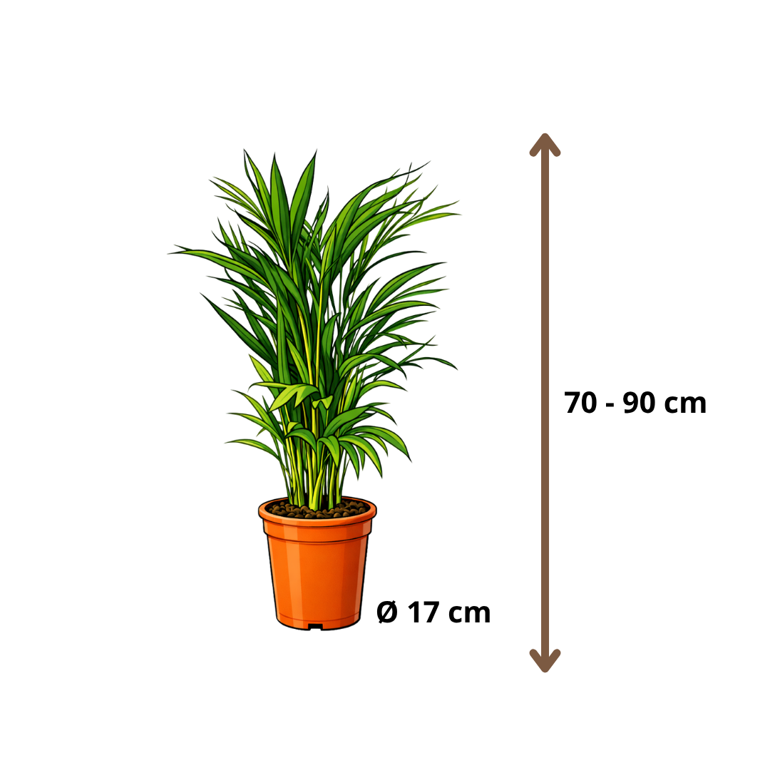 Areca - 70 - 90cm Hoog