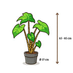 Alocasia Zebrina - 60 - 80 cm Hoog