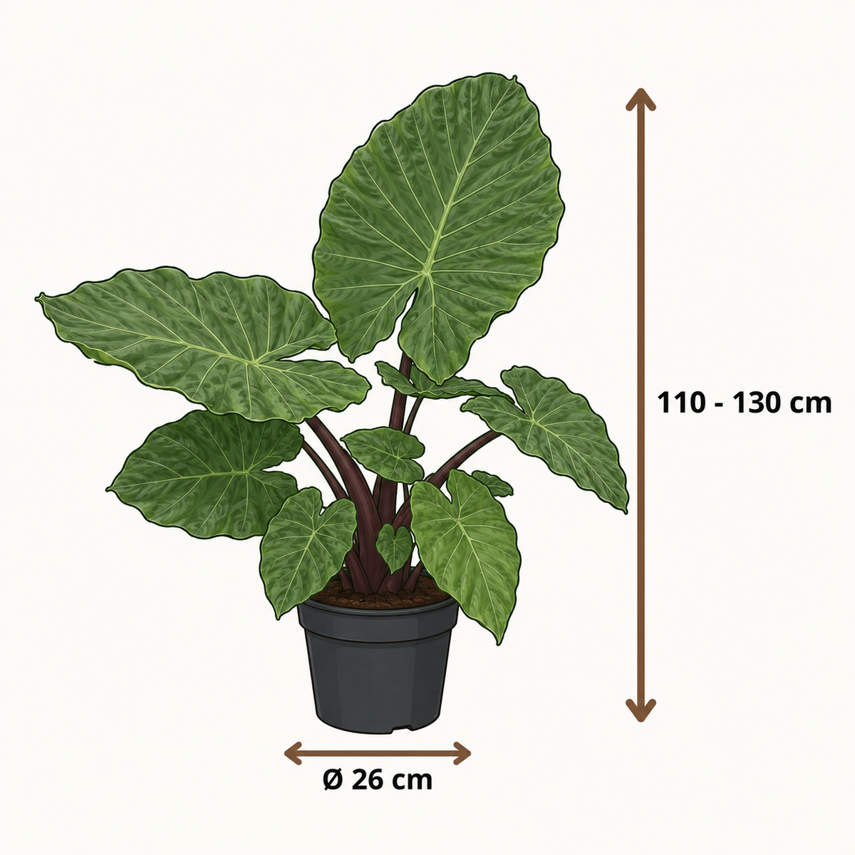 Alocasia Black Stem - 110 - 130cm Hoog