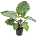 Alocasia Black Stem - 110 - 130cm Hoog