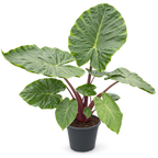 Alocasia Black Stem - 110 - 130cm Hoog