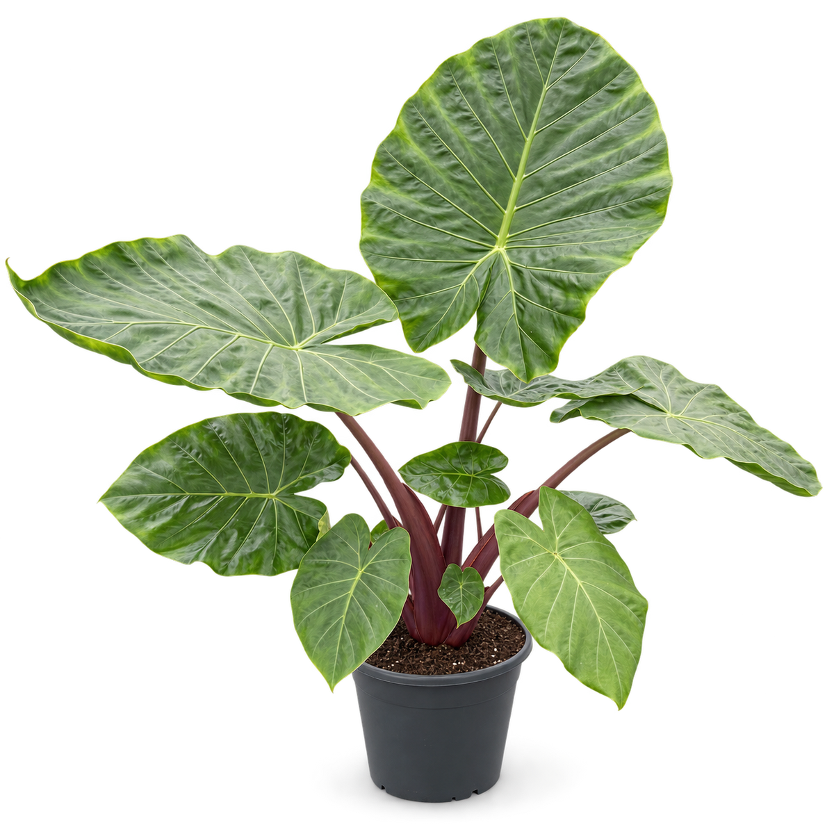 Alocasia Black Stem - 110 - 130cm Hoog