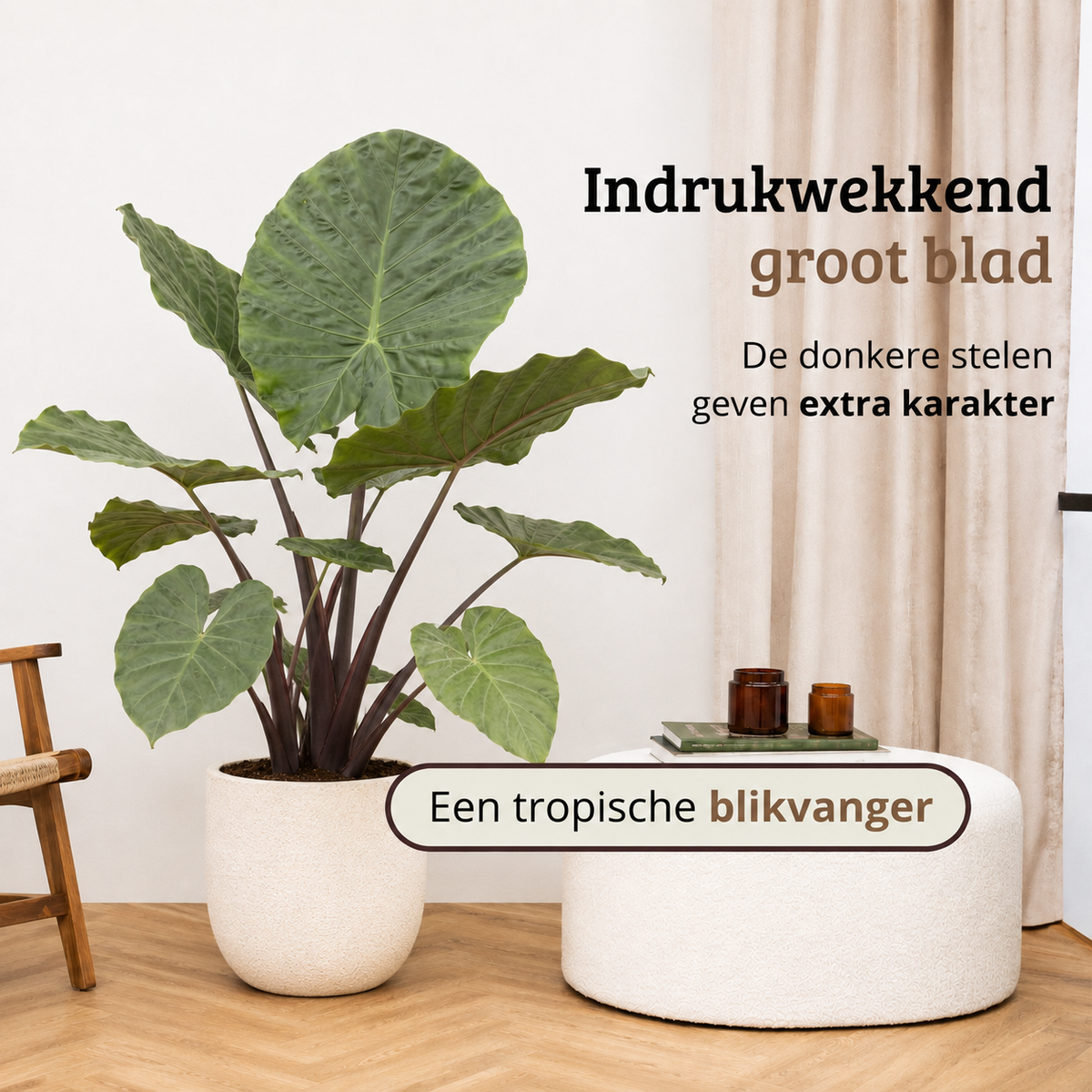 Alocasia Black Stem - 110 - 130cm Hoog