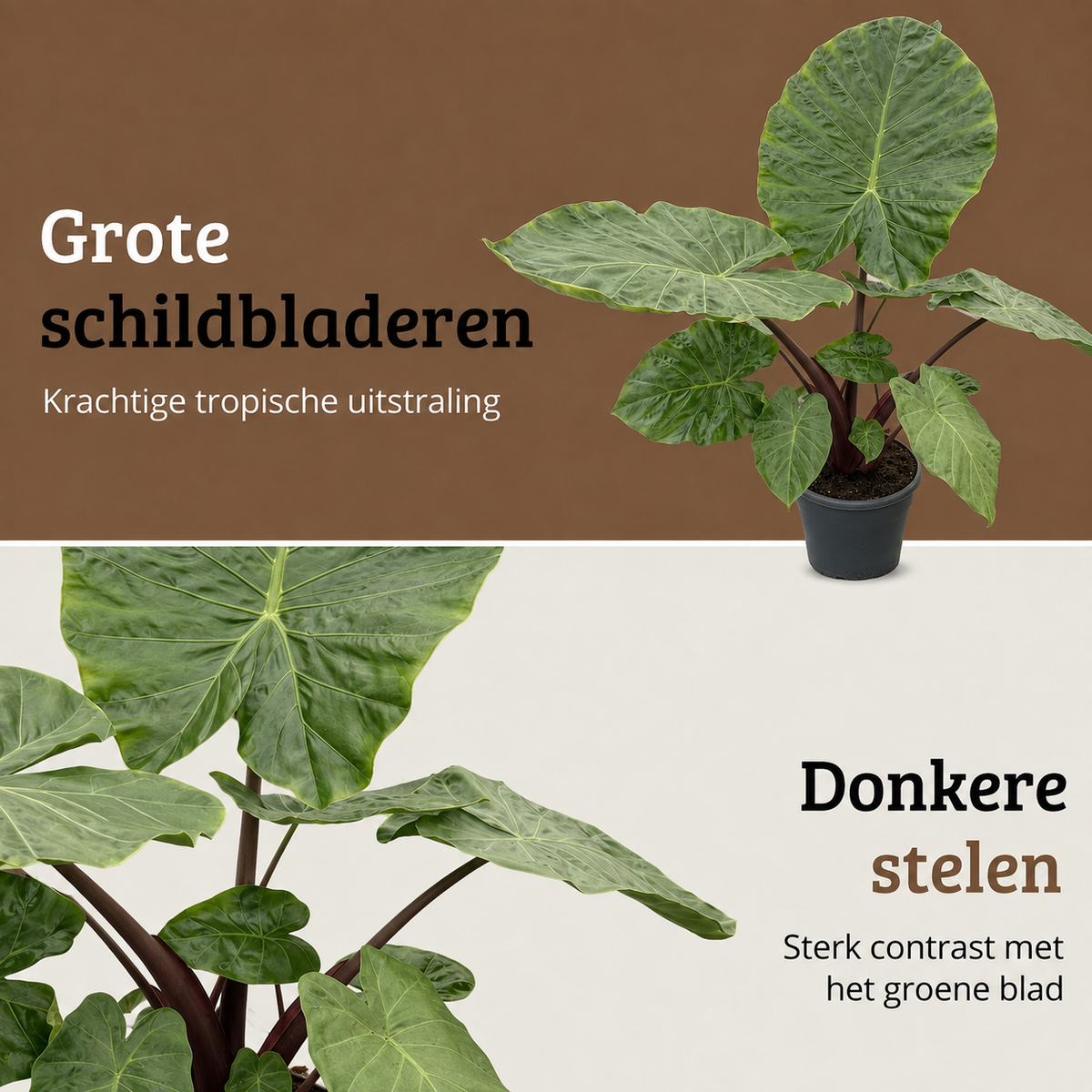 Alocasia Black Stem - 110 - 130cm Hoog