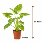 Alocasia Odora Variegata Yellow - 60-80 cm Hoog