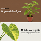 Alocasia Odora Variegata Yellow - 60-80 cm Hoog
