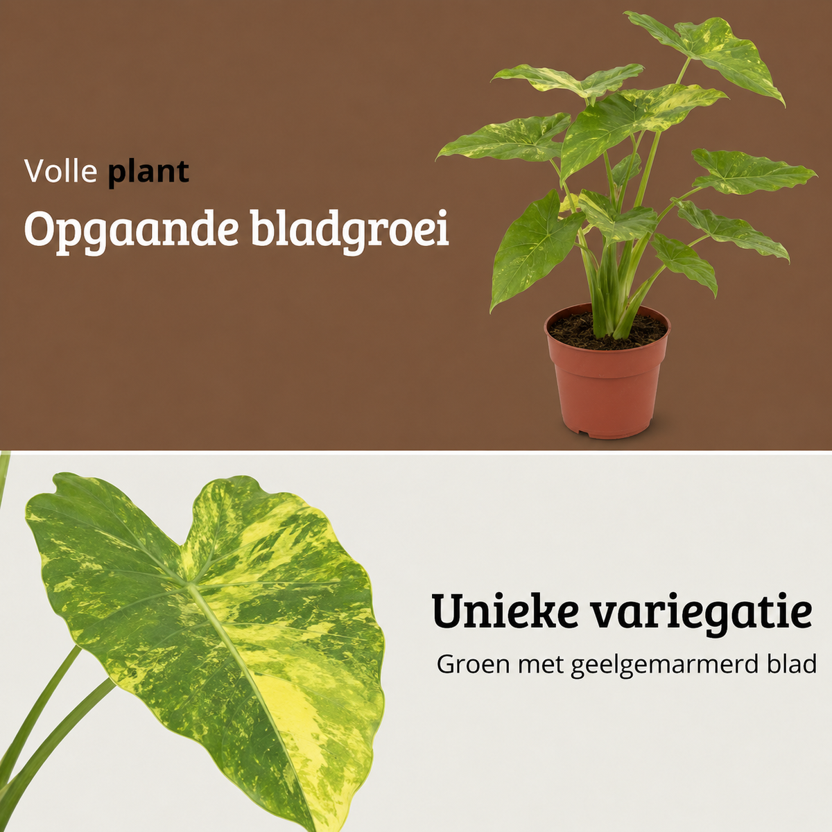 Alocasia Odora Variegata Yellow - 60-80 cm Hoog