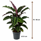 Calathea Warscewiczii - 70-90 cm Hoog