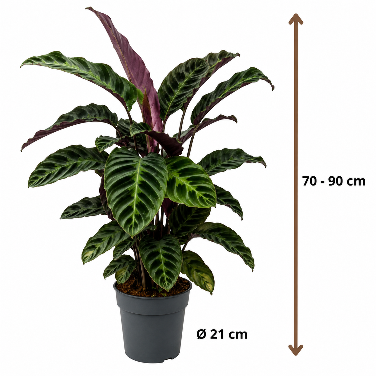 Calathea Warscewiczii - 70-90 cm Hoog