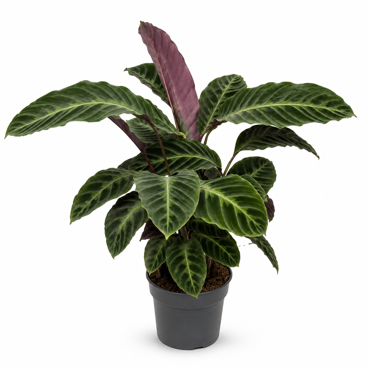 Calathea Warscewiczii - 70-90 cm Hoog