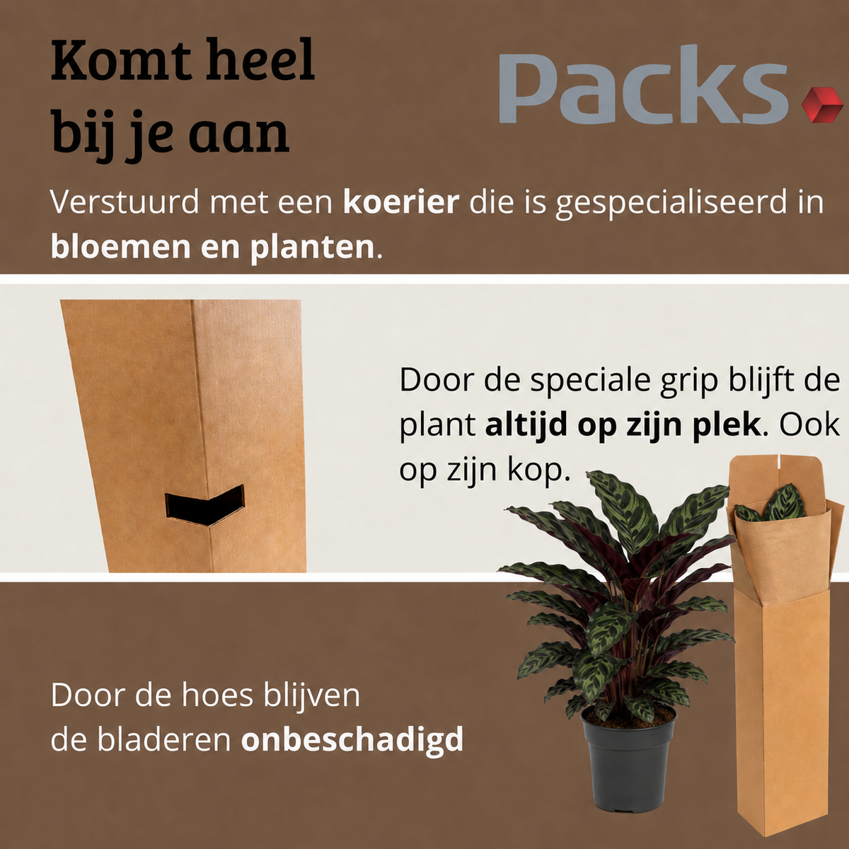 Calathea Warscewiczii - 70-90 cm Hoog