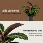 Calathea Warscewiczii - 70-90 cm Hoog