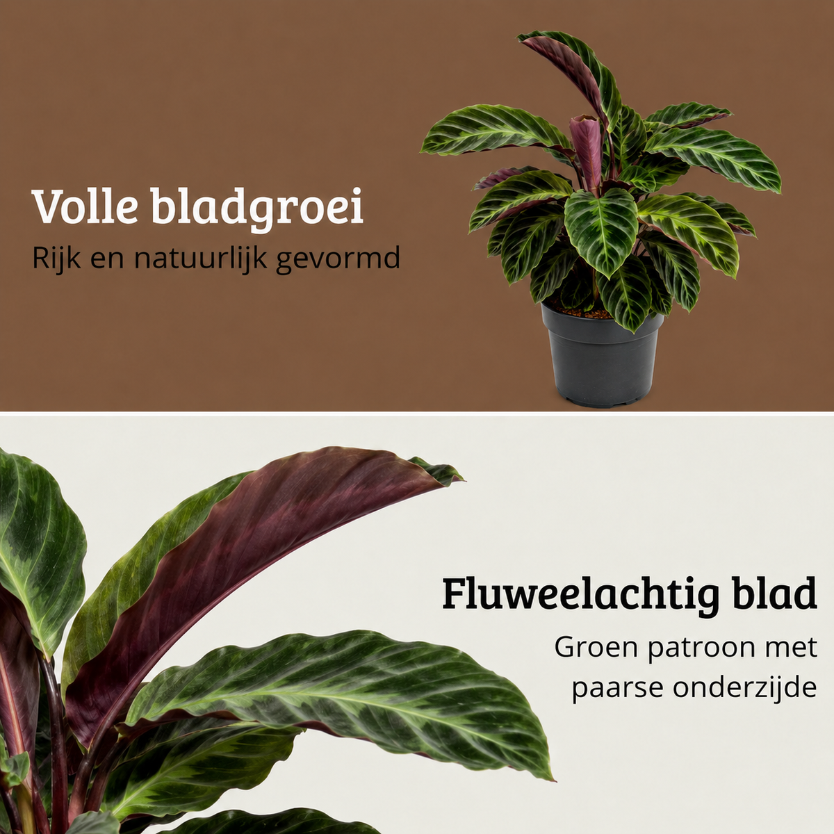Calathea Warscewiczii - 70-90 cm Hoog