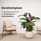 Calathea Warscewiczii - 70-90 cm Hoog