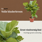 Ficus Lyrata op stam - Hoogte 110-130 cm