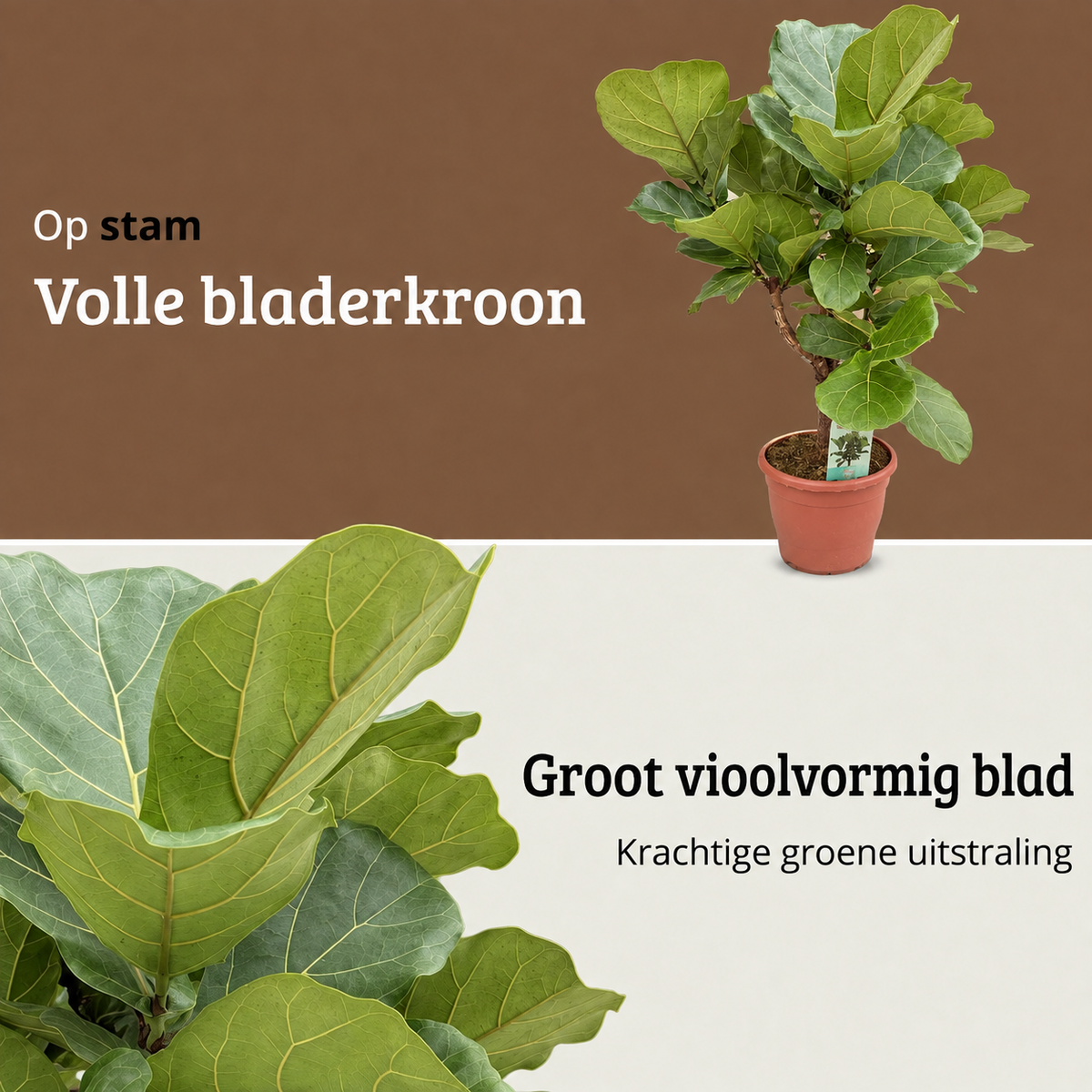 Ficus Lyrata op stam - Hoogte 110-130 cm