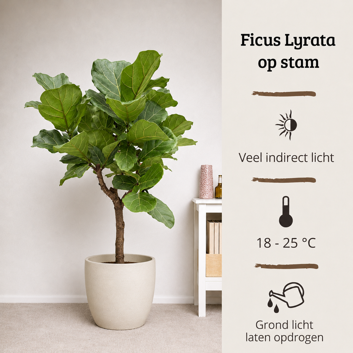 Ficus Lyrata op stam - Hoogte 110-130 cm