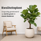 Ficus Lyrata op stam - Hoogte 110-130 cm