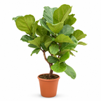 Ficus Lyrata op stam - Hoogte 110-130 cm