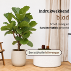 Ficus Lyrata op stam - Hoogte 110-130 cm