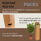 Ficus Lyrata op stam - Hoogte 110-130 cm