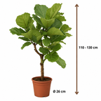 Ficus Lyrata op stam - Hoogte 110-130 cm