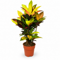 Codiaeum variegatum Petra - 70-90 cm Hoog