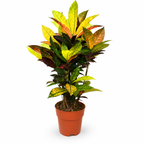 Codiaeum variegatum Petra - 70-90 cm Hoog