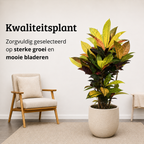 Codiaeum variegatum Petra - 70-90 cm Hoog