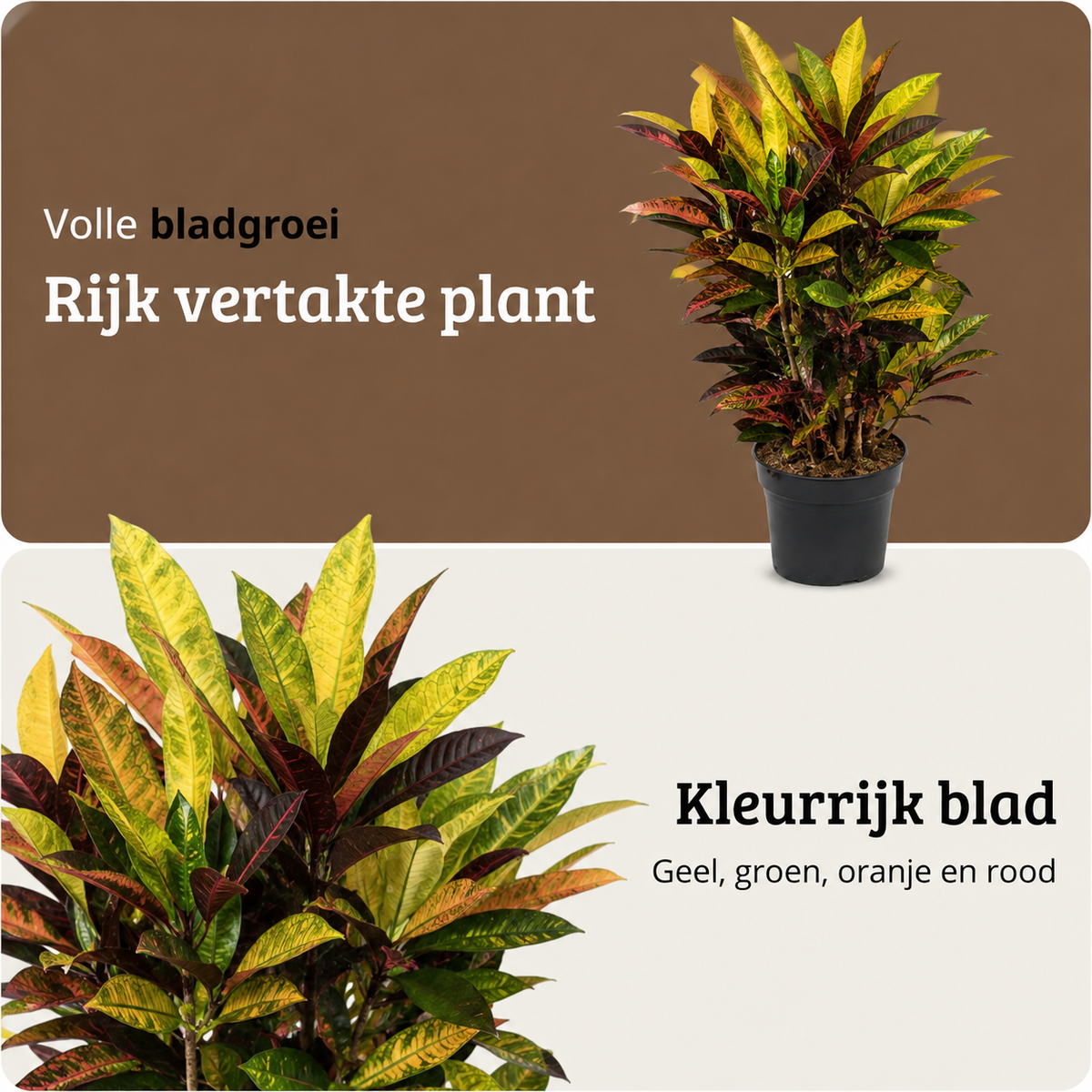 Codiaeum variegatum Petra - 70-90 cm Hoog