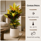 Codiaeum variegatum Petra - 70-90 cm Hoog