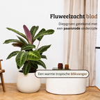 Calathea Warscewiczii - 70-90 cm Hoog