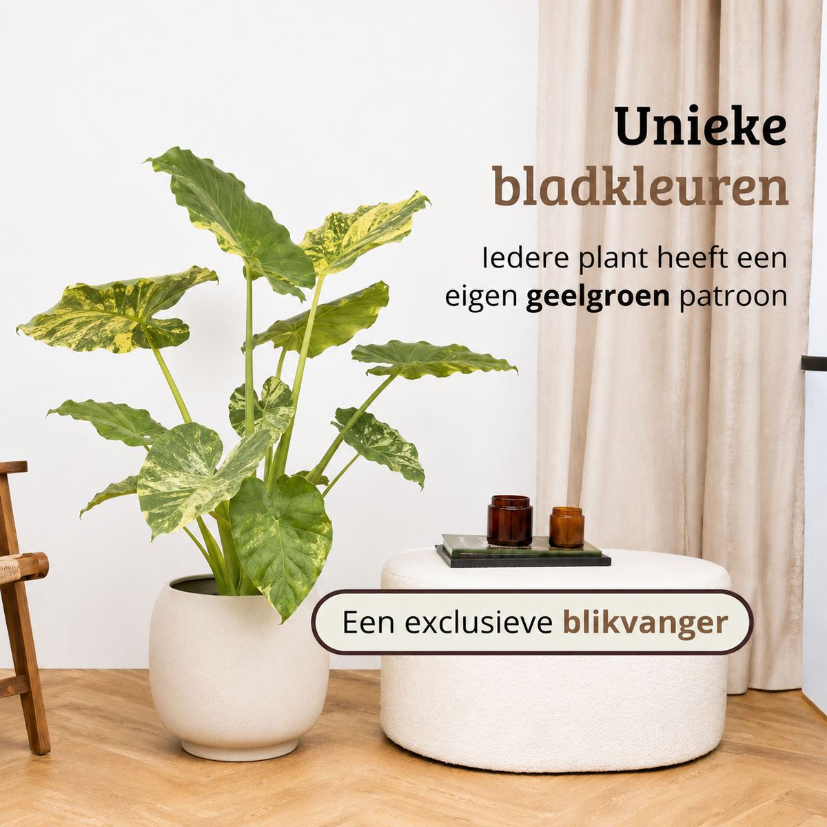 Alocasia Odora Variegata Yellow - 60-80 cm Hoog