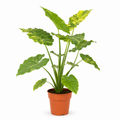 Alocasia Odora Variegata Yellow - 60-80 cm Hoog