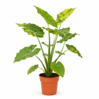 Alocasia Odora Variegata Yellow - 60-80 cm Hoog
